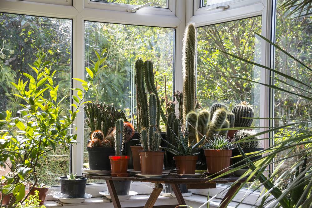 Conservatory Plants