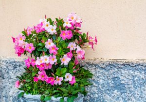 Close up of growing a Mandevilia in your conservatory