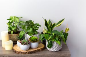 Cacti on a table in a home