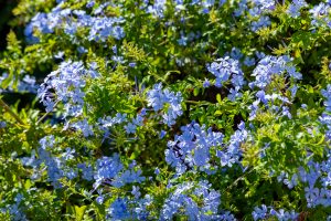 Close up of plumbago which will look great in your conservatory