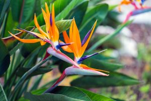 Close up of an open strelitzia