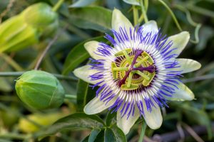 A close up of a Passifloras blossoming